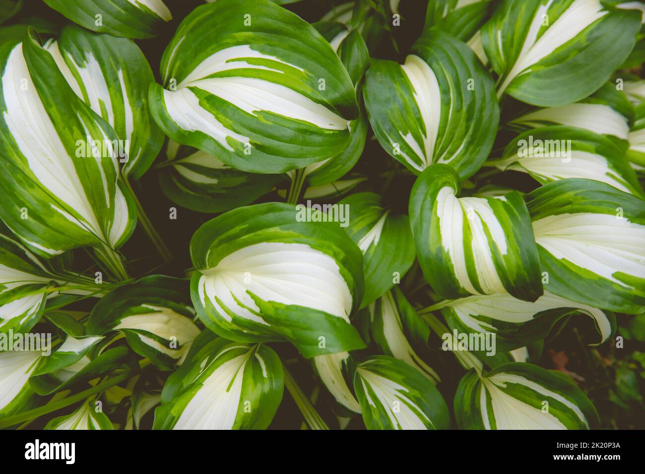 A view of white and green Hosta plant leaves creating a beautiful texture Stock Photo