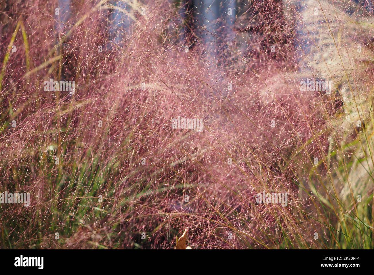 a closeup of Pink Muhly Grass, Muhlenbergia capillaris Stock Photo
