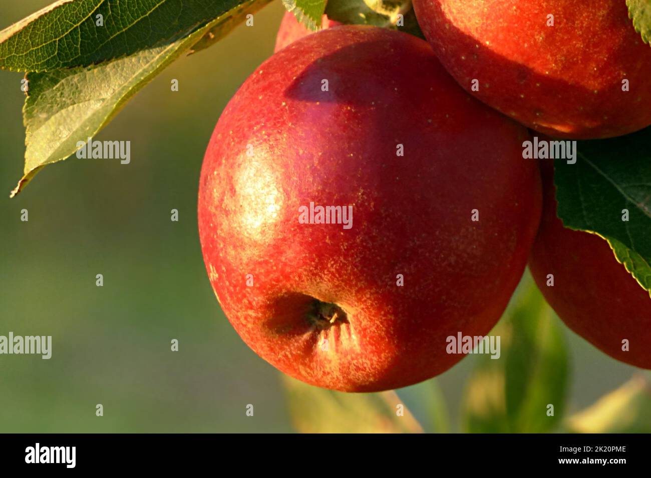 Red and green apple farm Stock Photo Alamy