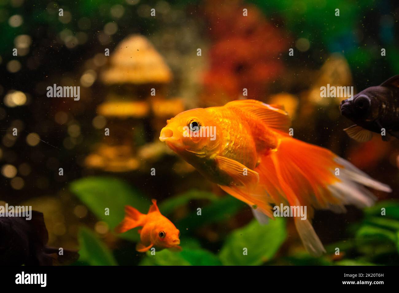 Golden fish and other fish in freshwater aquarium Stock Photo