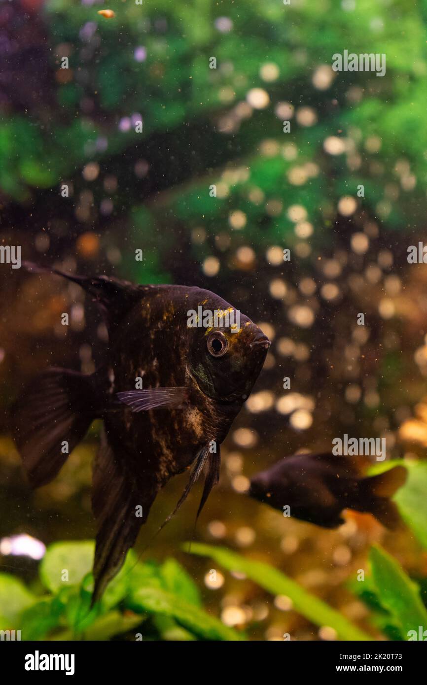 Angelfish (Pterophyllum scalare) in home freshwater aquarium Stock Photo