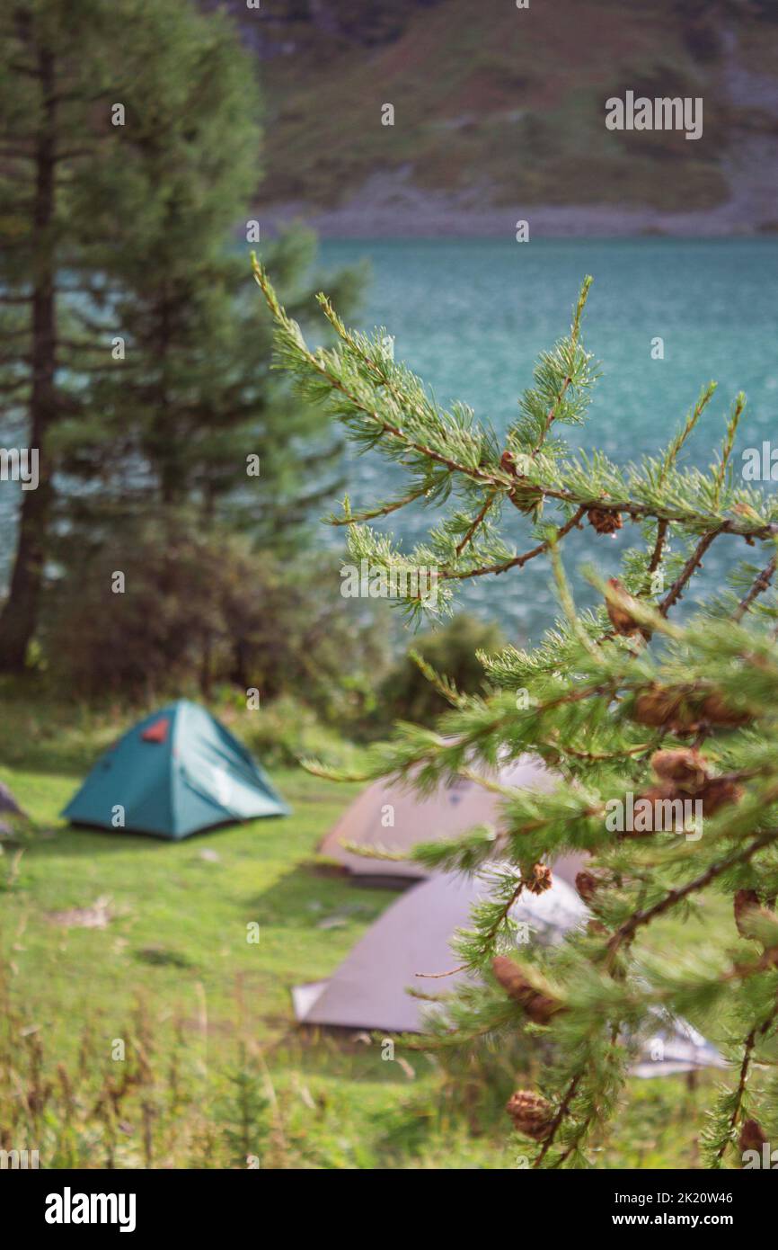 A vertical shot of Siberian larch (Larix sibirica) branches against the background of camping tents Stock Photo