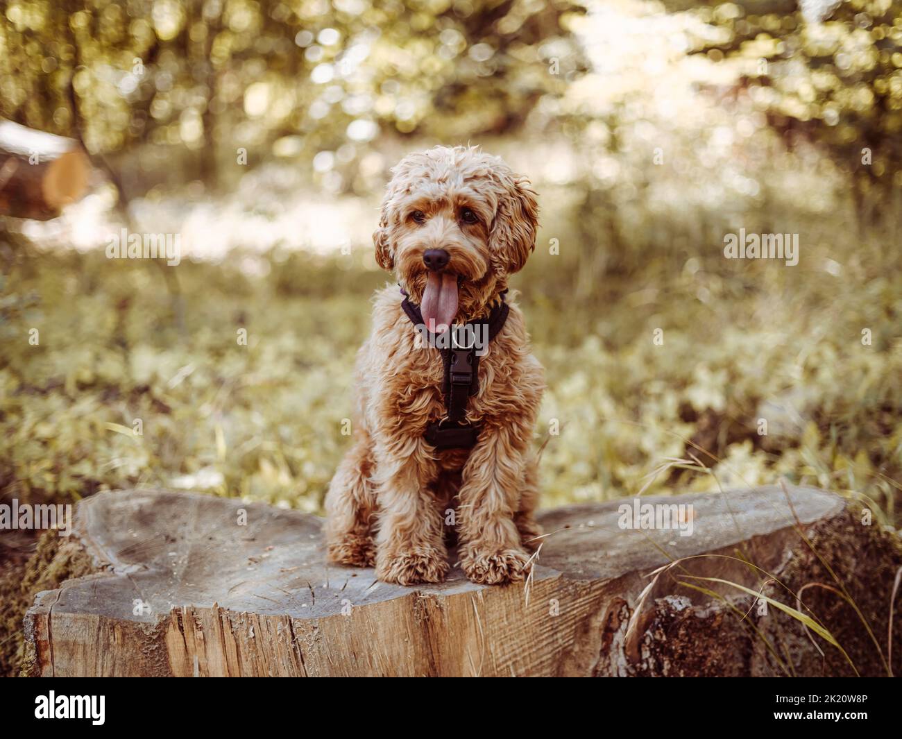 Cavapoo dog wearing black harness sitting steady with tongue out, looking to right side. Female dog with curly fur sitting on the stomp in the woods. Stock Photo