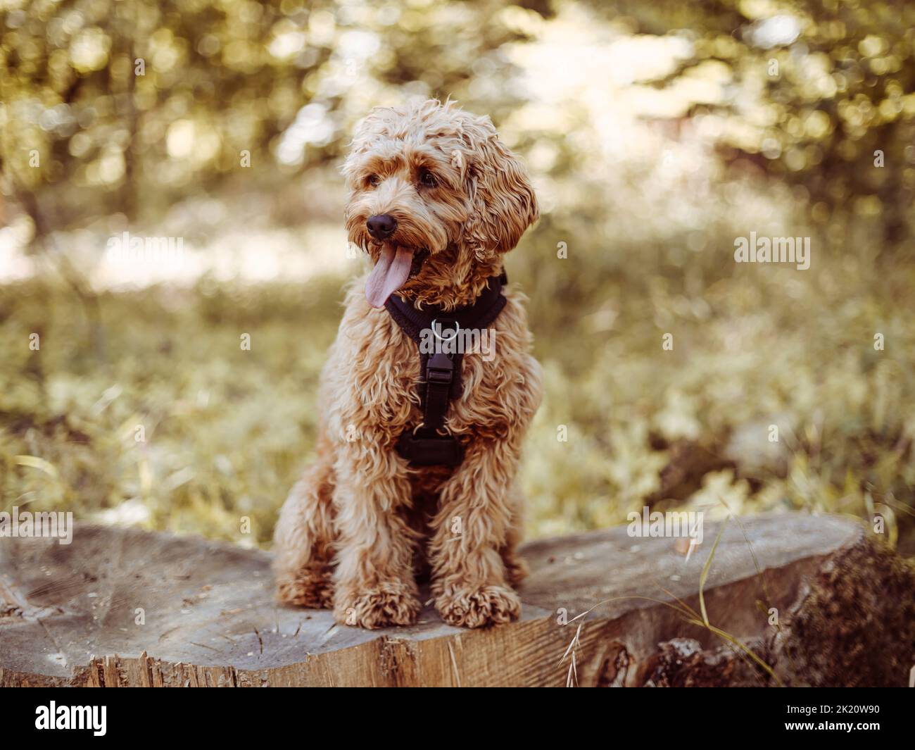 Cavapoo dog wearing black harness sitting steady with tongue out, looking to right. Female dog with curly fur sitting on the stomp in the woods. Stock Photo
