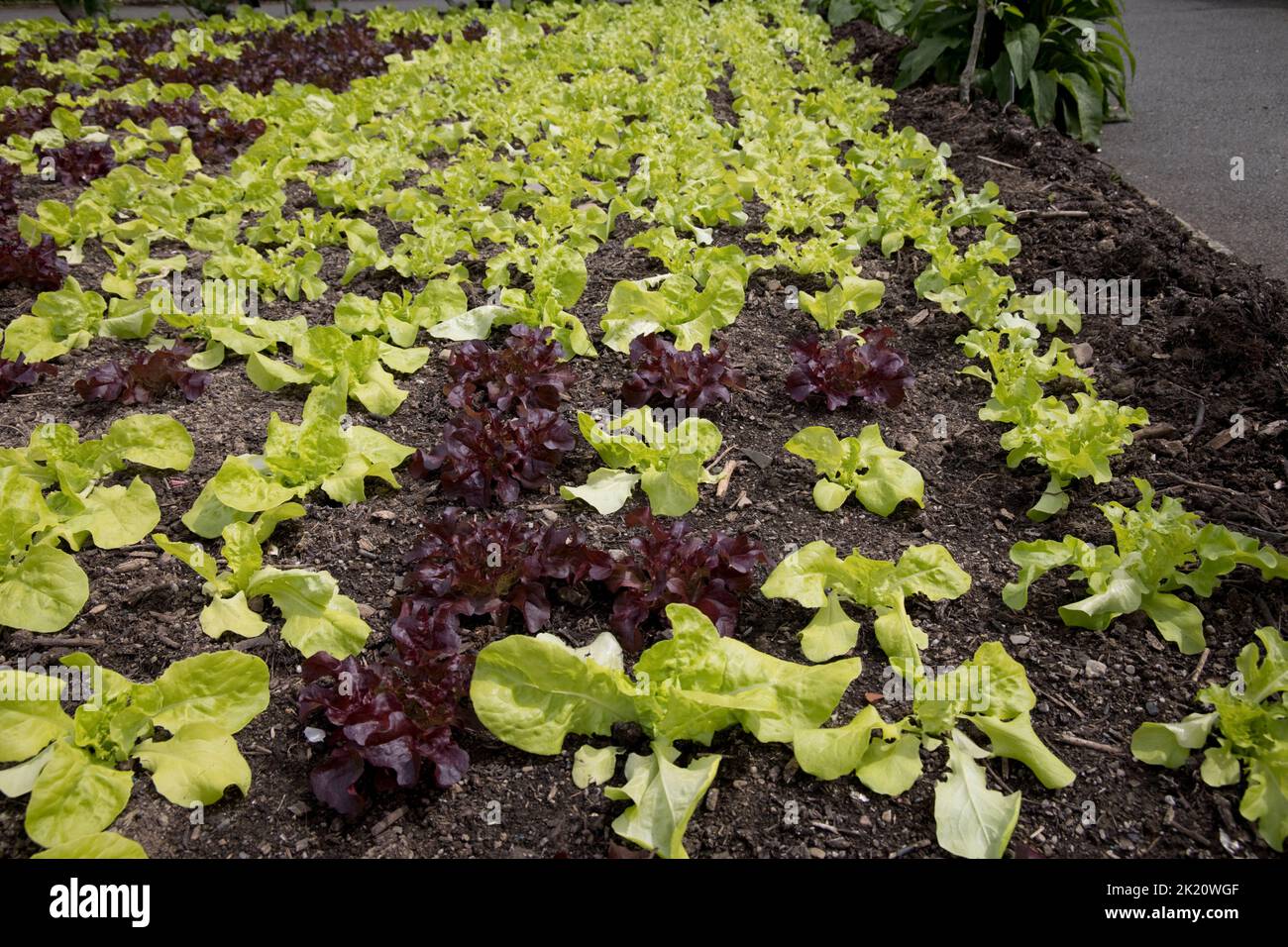 Mixed lettuce plants growing in horticulure section of Rosemoor North