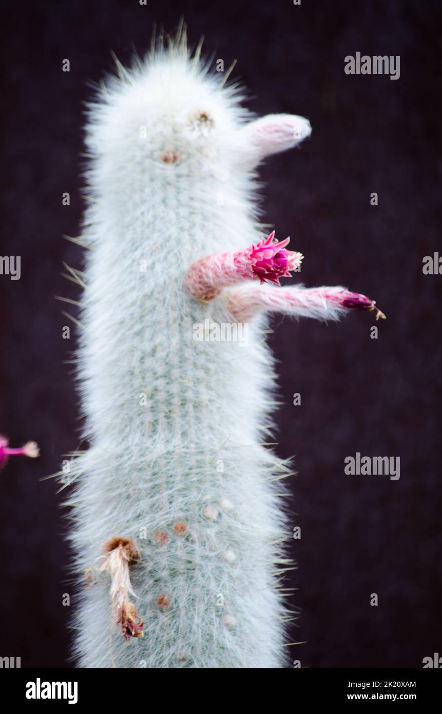 Cleistocactus strausii (silver torch or wooly torch) with the beautiful pink flower in the botanic garden. Stock Photo