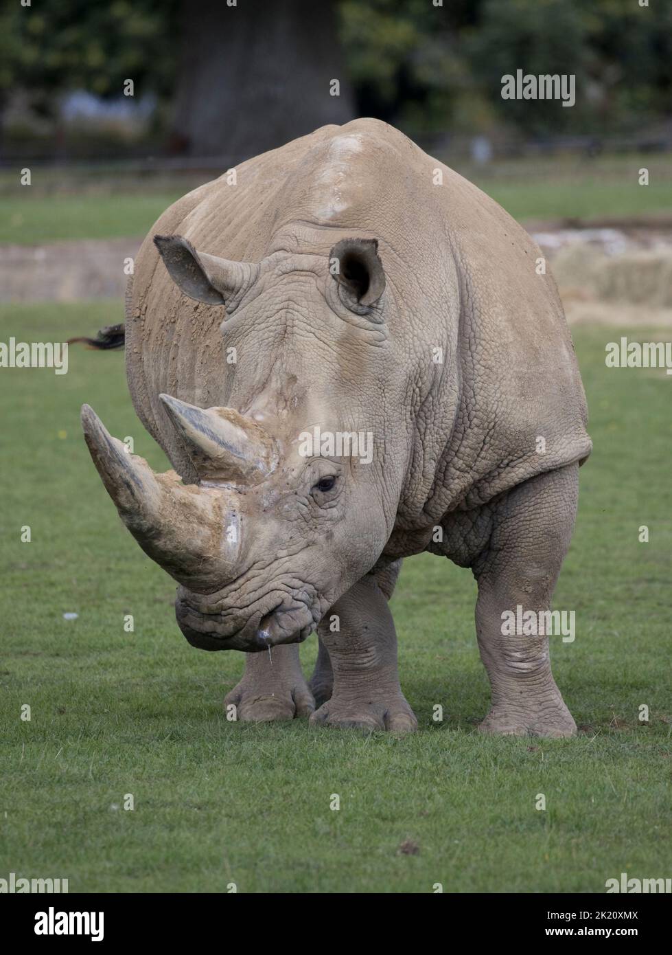 Southern white rhino Ceratotherium simum Cotswold Wildflie Park, Burford, UK Stock Photo