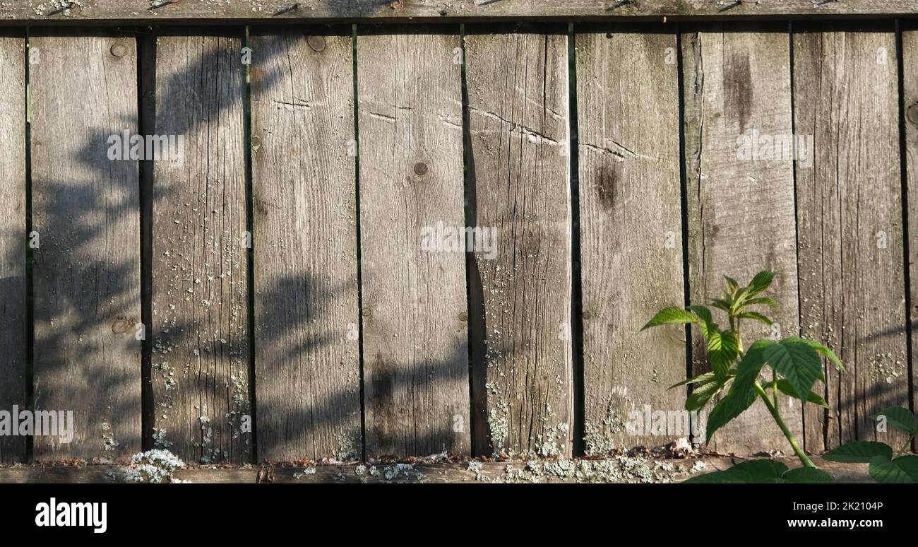 The texture of an old fence with a shadow. Wood texture with vertical lines. The texture of wood with knots and holes. The background of a fence damaged by time. Stock Photo