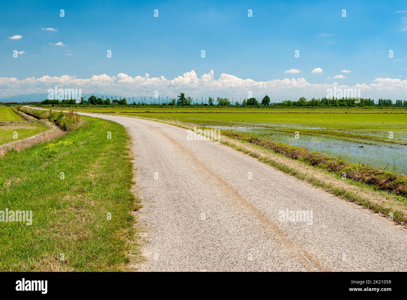 Country road across rice fields in Lomellina area in northern Italy Stock Photo