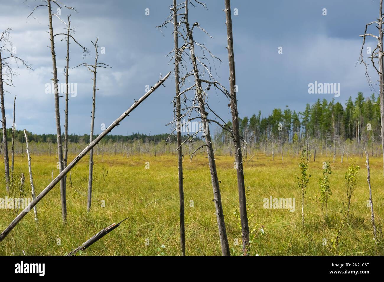 Dry trees in swamps against a blue sky with clouds. Dead trees in the swamp, in the forest. Cloudy sky in a forest with a swamp. Dry tree trunks in the swamp. Stock Photo