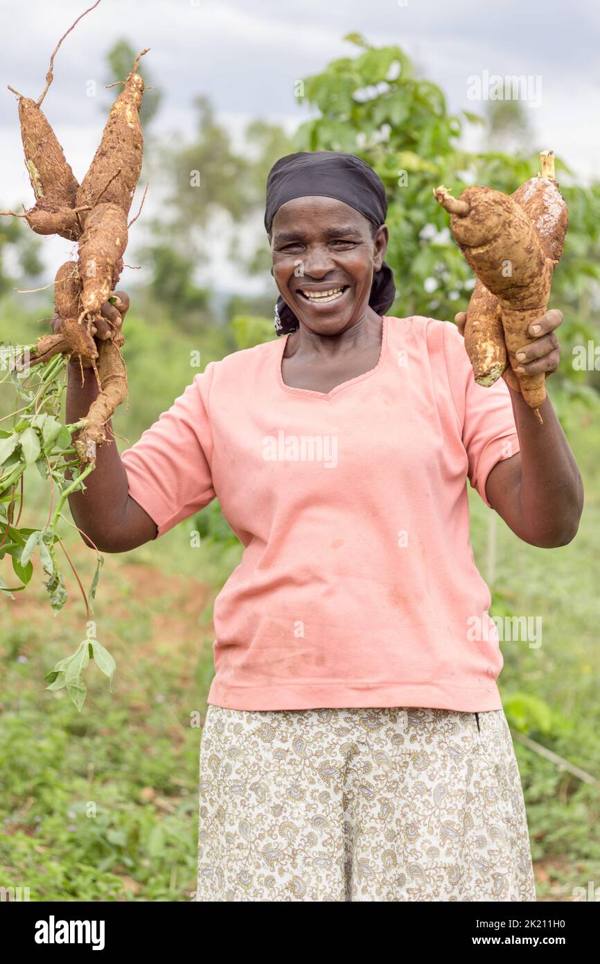 A vertical shot of a farmer in Africa holding cassava plant harvest Stock Photo