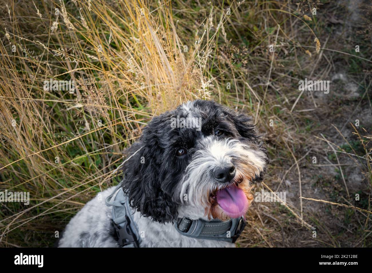 Portrait of a black and white cockapoo in a field Stock Photo