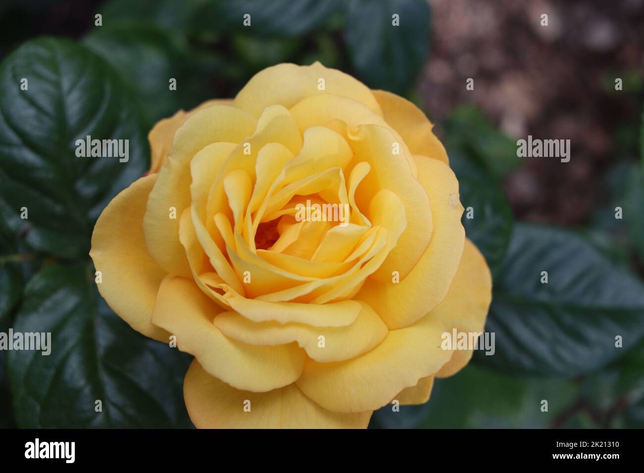 Closeup of a Yellow Rose Stock Photo