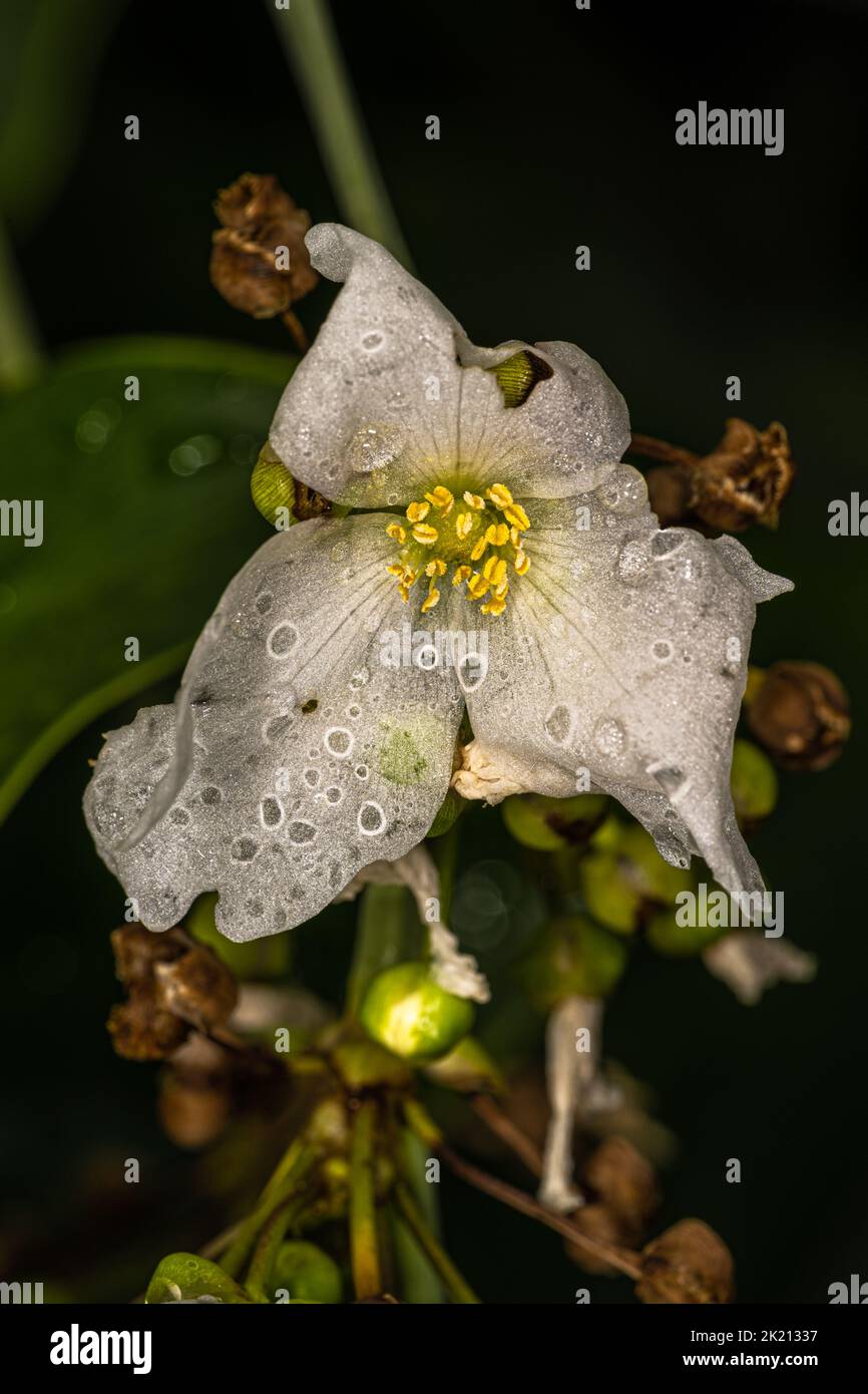 Flower of Burhead or Amazon Sword (Echinodorus glaucus) Stock Photo