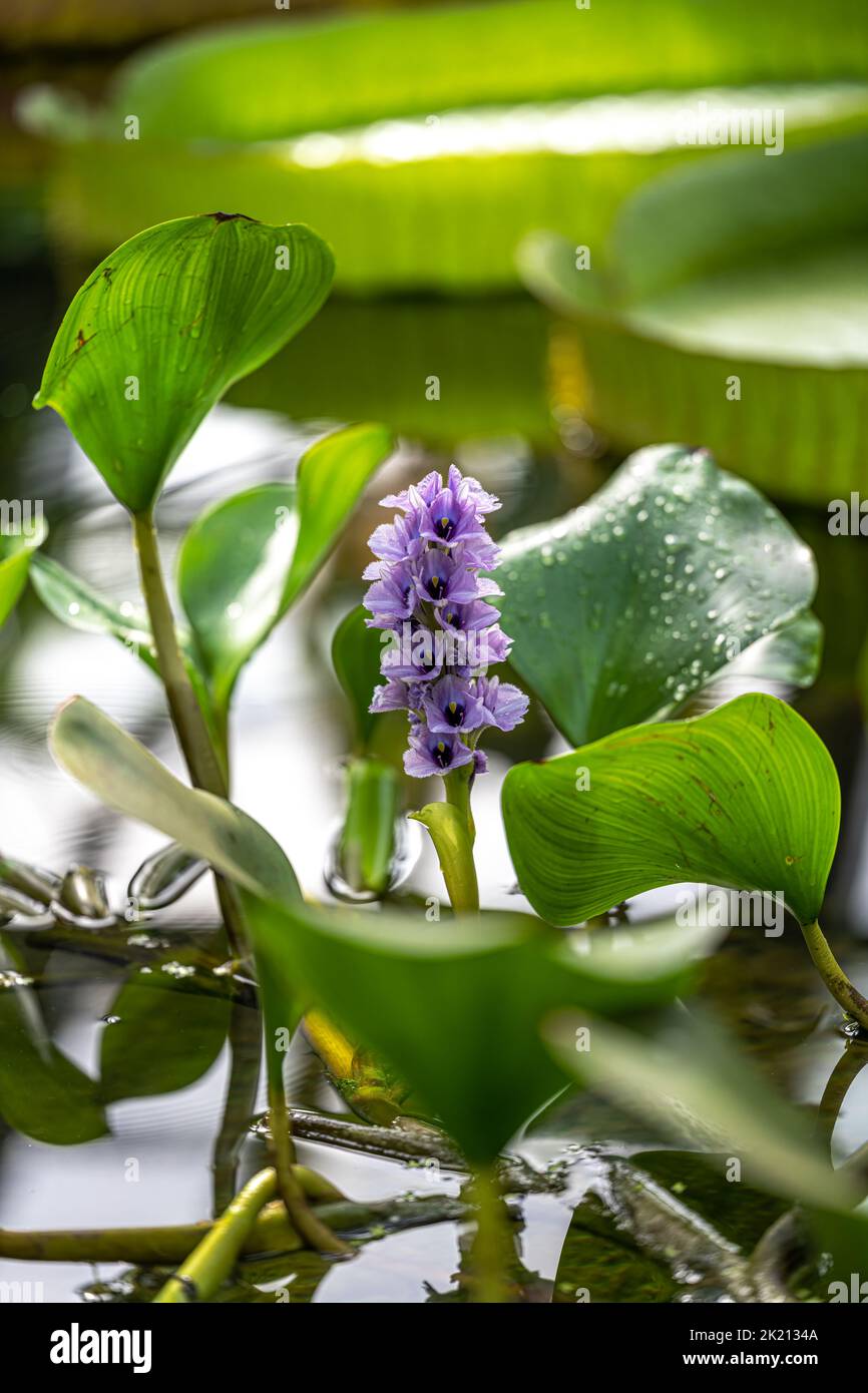 Flower of a Water Hyacinth (Eichhornia azurea) Stock Photo