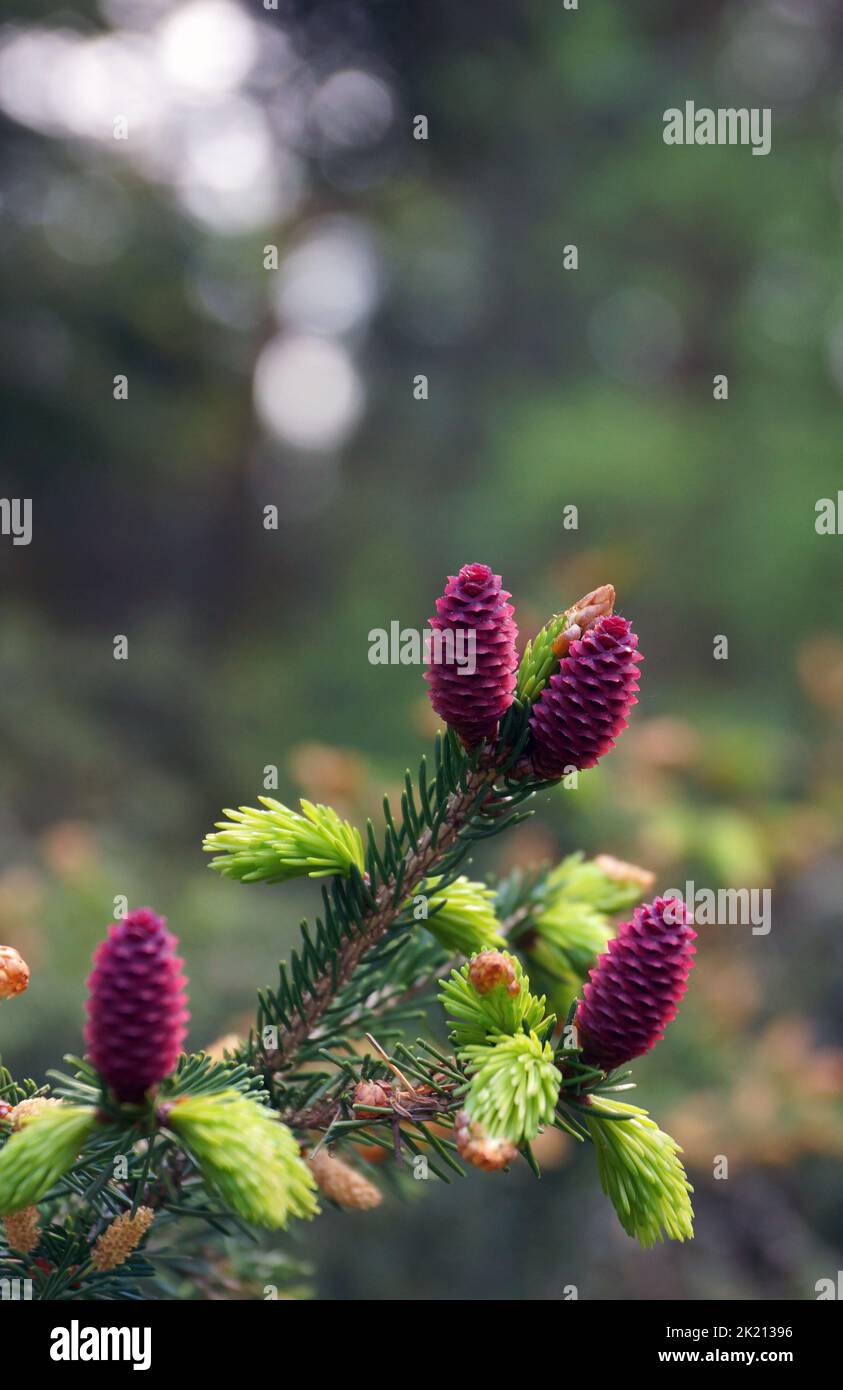 Beautiful violet cone of a wild pine. Stock Photo