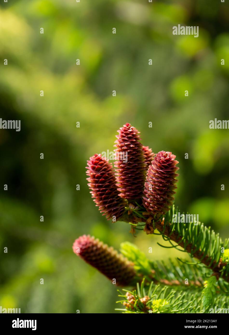 Beautiful violet pine cone, photo taken outside in suny day. Stock Photo