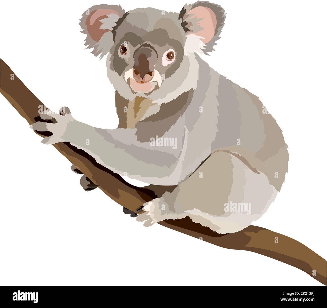 Realistic koala sitting on a tree vector illustration. Stock Vector