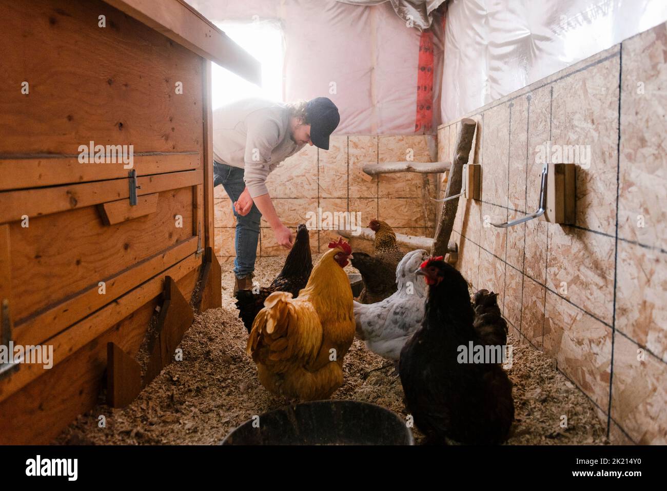 Farmer feeding chickens in chicken coop Stock Photo Alamy