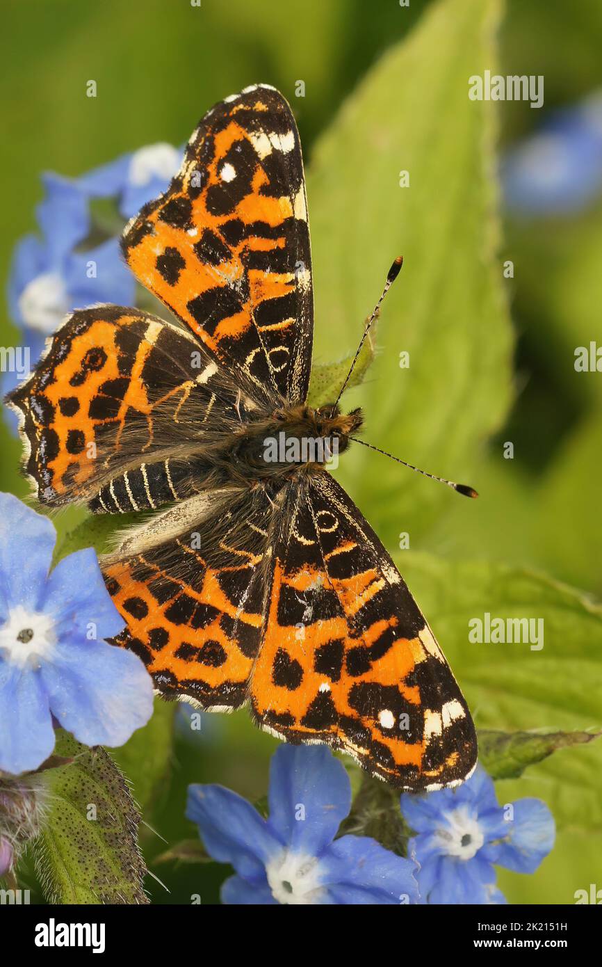 Colorfull vertical closeup on a colorful Map Butterfly, Araschnia levan with open wings on blue flower Stock Photo