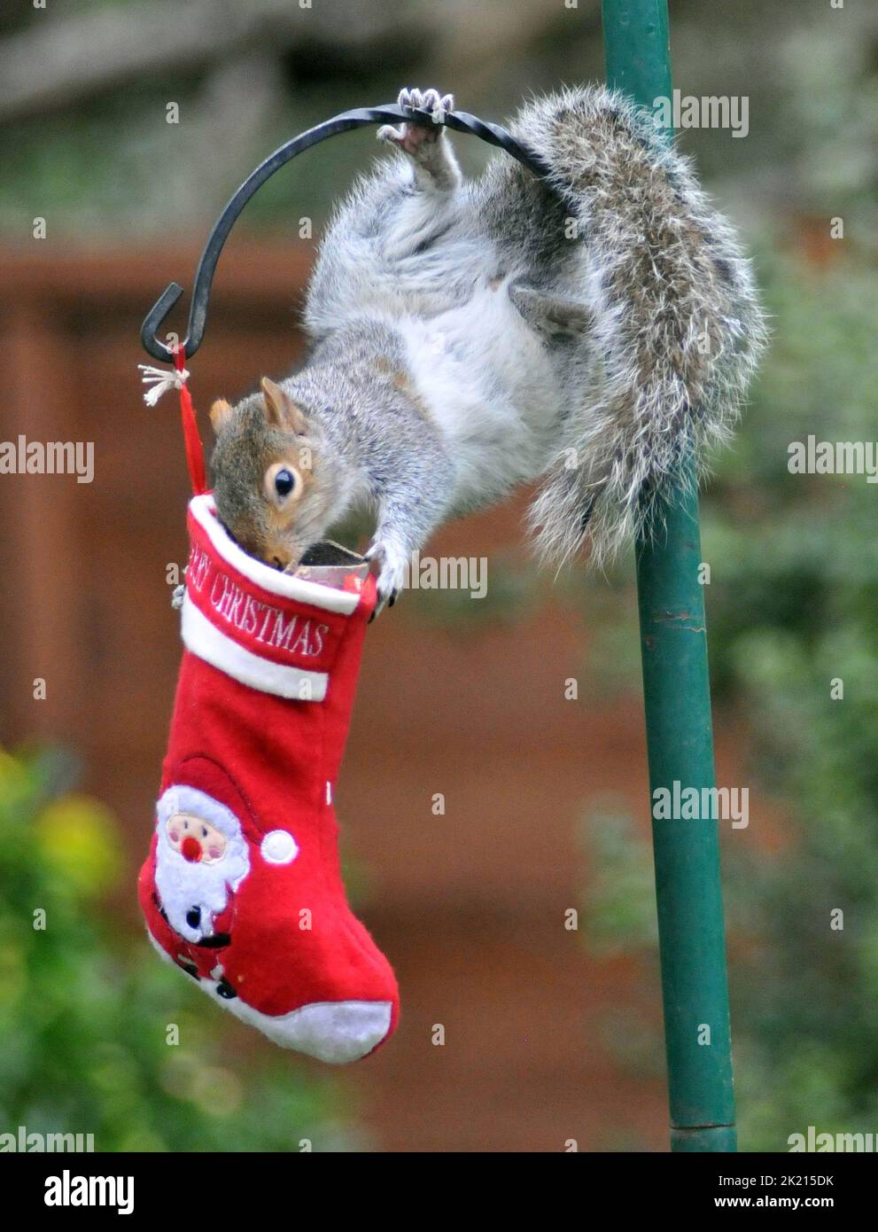 A grey squirrel goes nuts for the treats in his Christmas stocking which has been hung out on the bird feeder of nature lover Sue Perring from Purbrook in Hampshire.  Although the goodies are not easy to get at this resourceful rodent grapples with the swinging stocking until it finally manages to get his head inside to get his present... juicy nuts covered in peanut butter.  39 year old Tax consultant Sue, who feeds the birds and squirrels all year round said :''I thought I would  have a bit of fun with the pesky little creatures by hiding some special treats of walnuts and hazel nuts coated Stock Photo