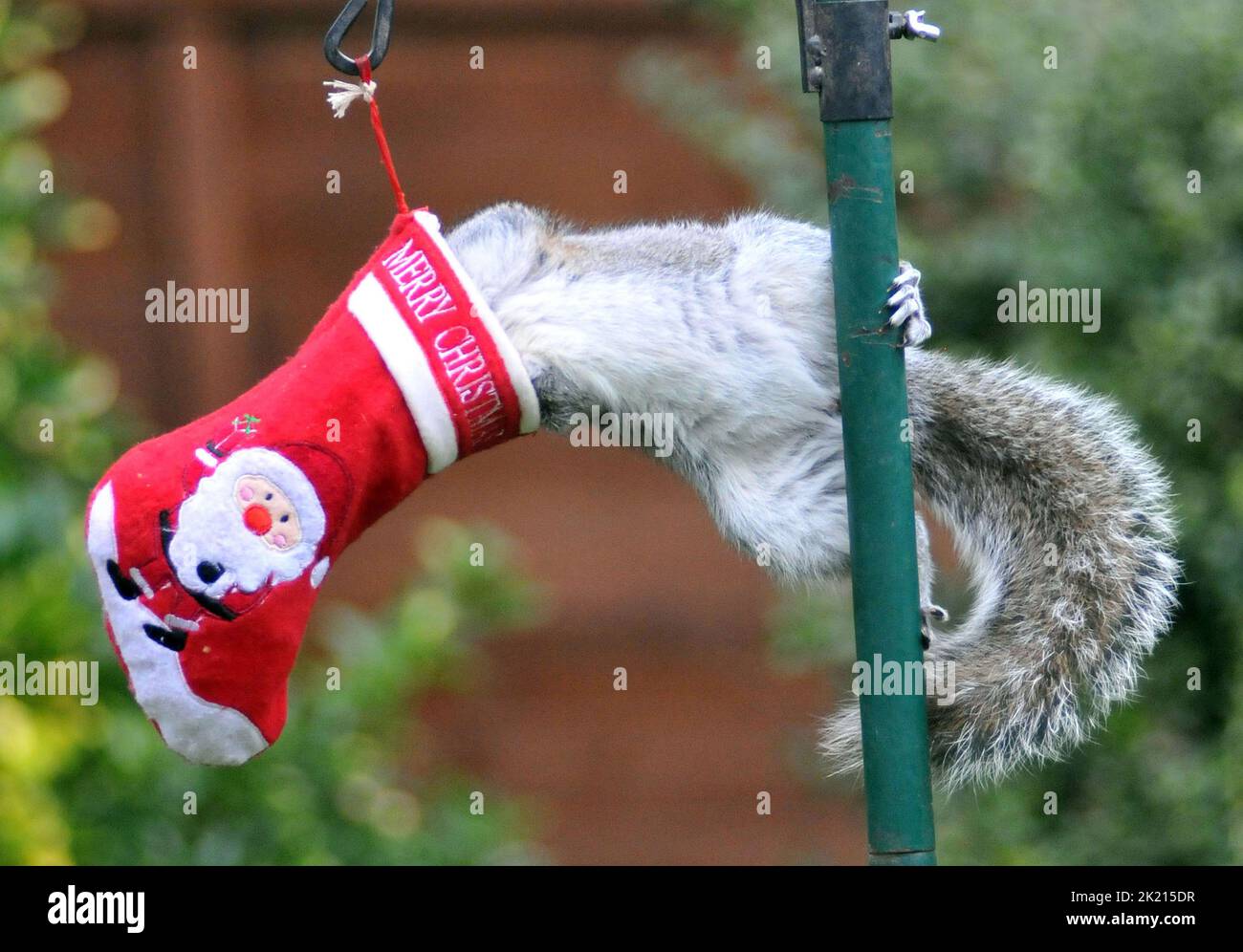 A grey squirrel goes nuts for the treats in his Christmas stocking which has been hung out on the bird feeder of nature lover Sue Perring from Purbrook in Hampshire.  Although the goodies are not easy to get at this resourceful rodent grapples with the swinging stocking until it finally manages to get his head inside to get his present... juicy nuts covered in peanut butter.  39 year old Tax consultant Sue, who feeds the birds and squirrels all year round said :''I thought I would  have a bit of fun with the pesky little creatures by hiding some special treats of walnuts and hazel nuts coated Stock Photo