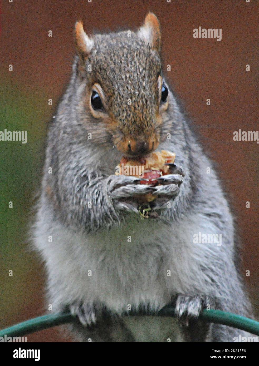 A grey squirrel goes nuts for the treats in his Christmas stocking which has been hung out on the bird feeder of nature lover Sue Perring from Purbrook in Hampshire.  Although the goodies are not easy to get at this resourceful rodent grapples with the swinging stocking until it finally manages to get his head inside to get his present... juicy nuts covered in peanut butter.  39 year  old Tax consultant Sue, who feeds the birds and squirrels all year round said :''I thought I would  have a bit of fun with the pesky little creatures by hiding some special treats of walnuts and hazel nuts coated Stock Photo