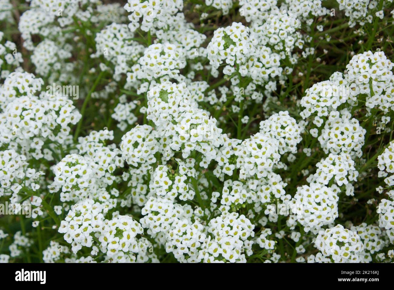 Sweet Alyssum flowers (lobularia maritima Stock Photo - Alamy