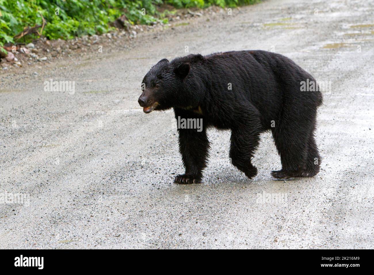 A Black Bear (Ursus americanus) walking across a gravel mountain road in the rain in the Tongass National Forest, near Hyder, Alaska, USA in July Stock Photo