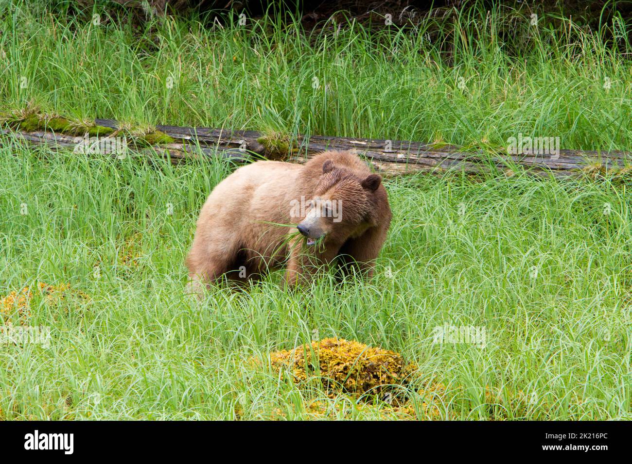 Grizzly Bear (Ursus arctos horribilis) feeding on grass along the banks of the Khutzeymateen Inlet north of Prince Rupert, BC, Canada in July Stock Photo