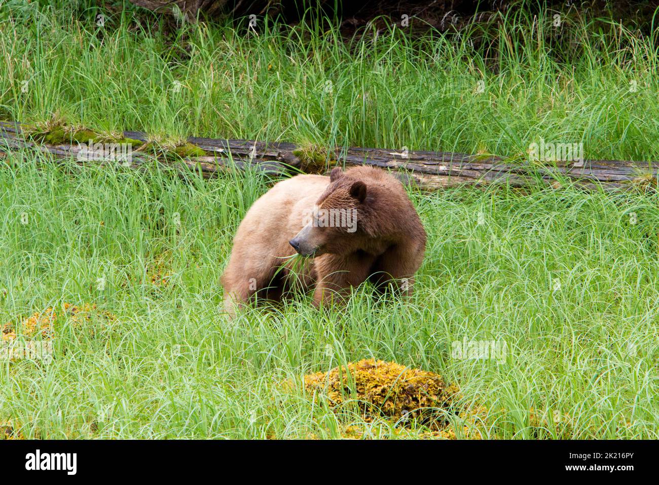 Grizzly Bear (Ursus arctos horribilis) feeding on grass along the banks of the Khutzeymateen Inlet north of Prince Rupert, BC, Canada in July Stock Photo