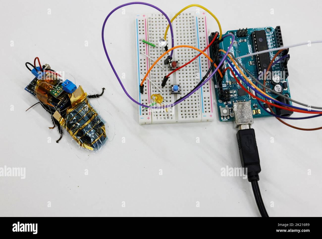 cockroach hires stock photography and images Alamy