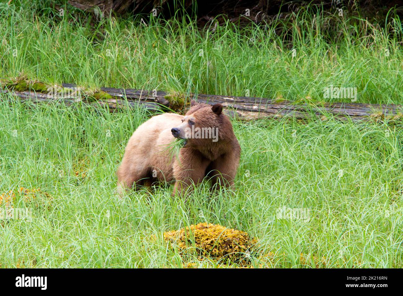 Grizzly Bear (Ursus arctos horribilis) feeding on grass along the banks of the Khutzeymateen Inlet north of Prince Rupert, BC, Canada in July Stock Photo