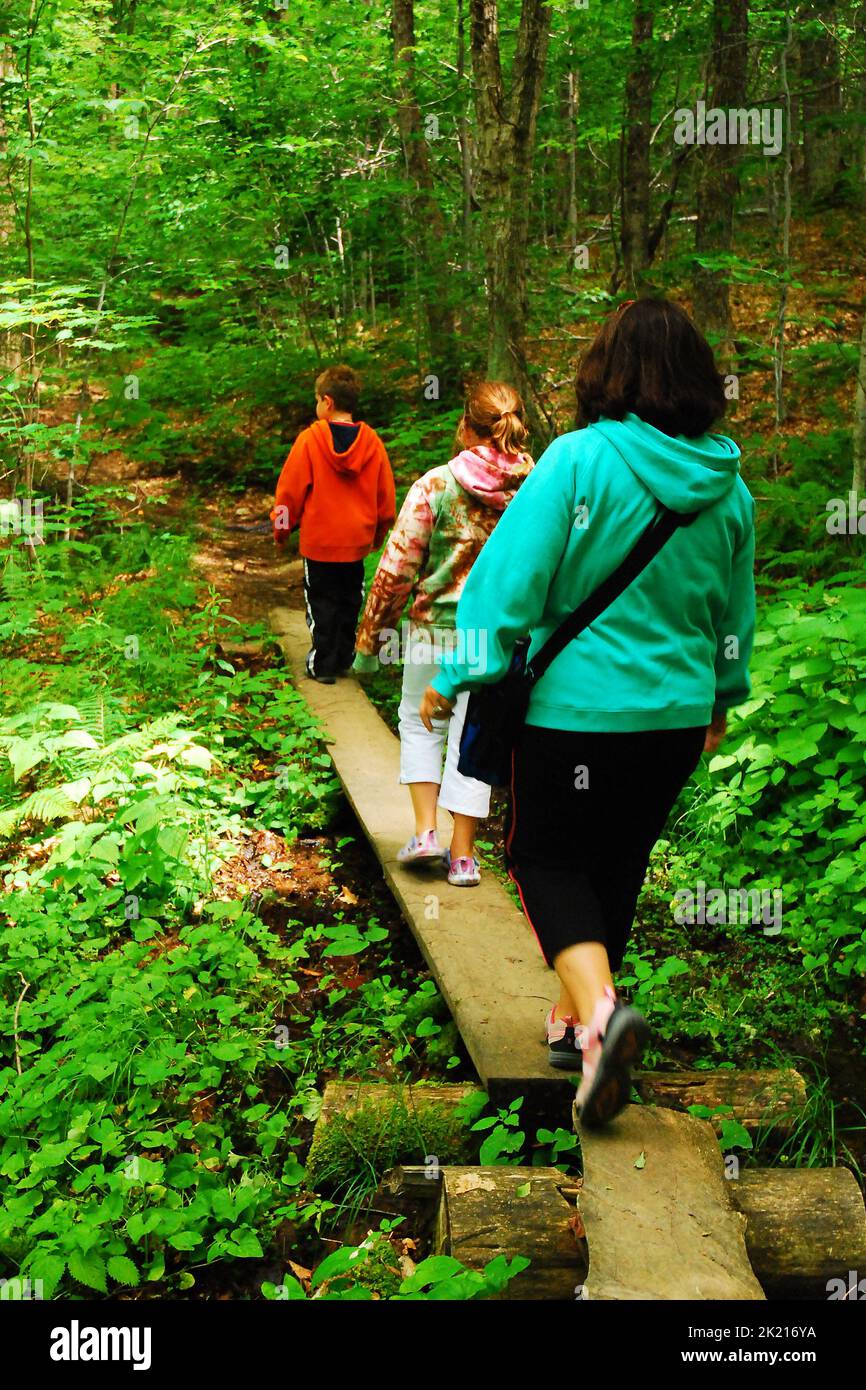 A Family enjoys hiking through the forest, crossing over wooden planks on the Appalachian Trail, Mt Greylock Reservation Stock Photo