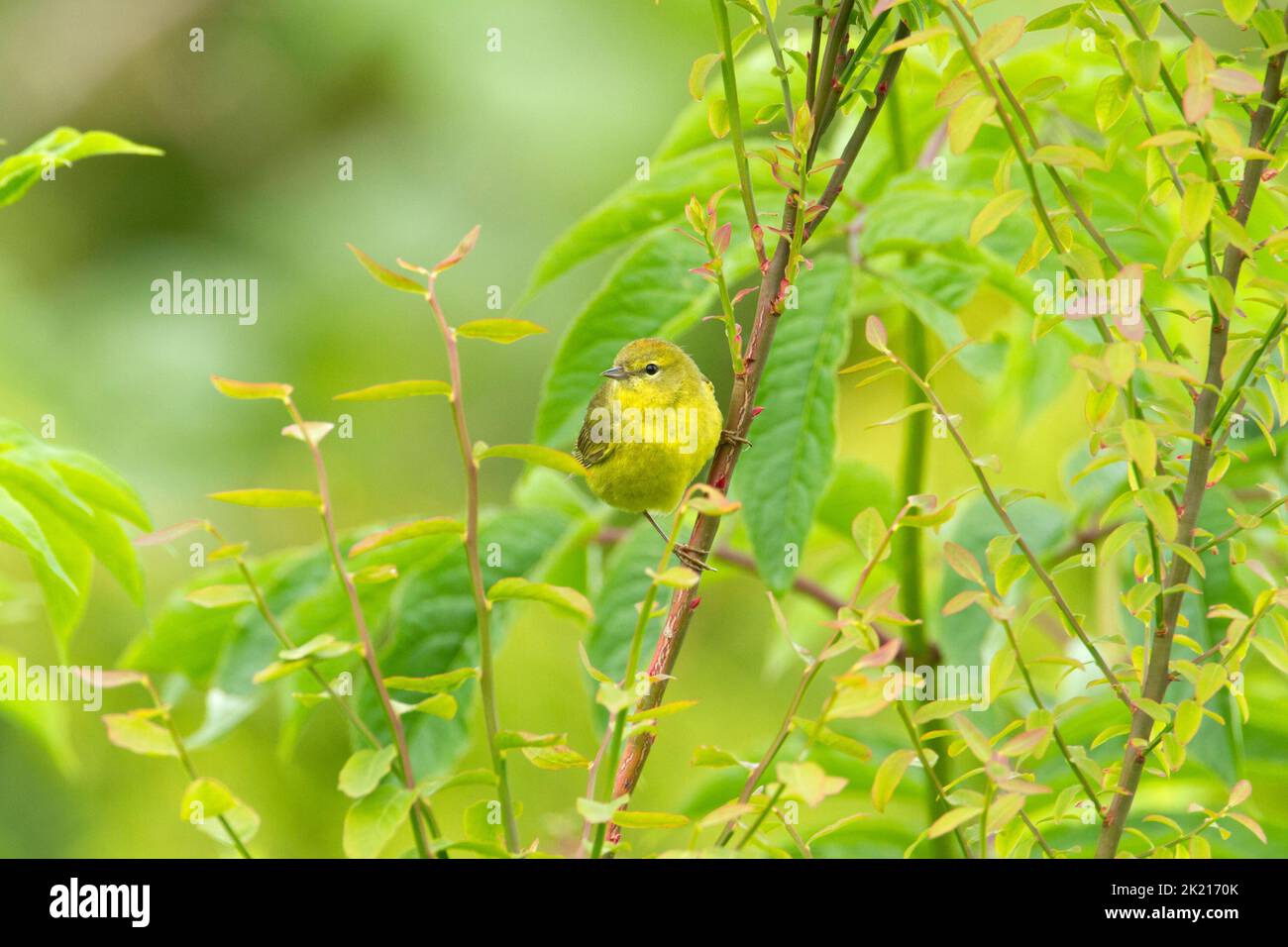 Orange-crowned Warbler (Leiothlypis celata) perched in a tree in a garden in Nanaimo, Vancouver Island, BC, Canada in May Stock Photo