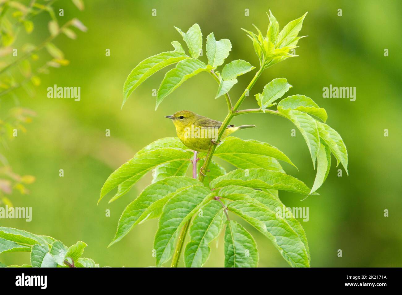 Orange-crowned Warbler (Leiothlypis celata) perched in a tree in a garden in Nanaimo, Vancouver Island, BC, Canada in May Stock Photo