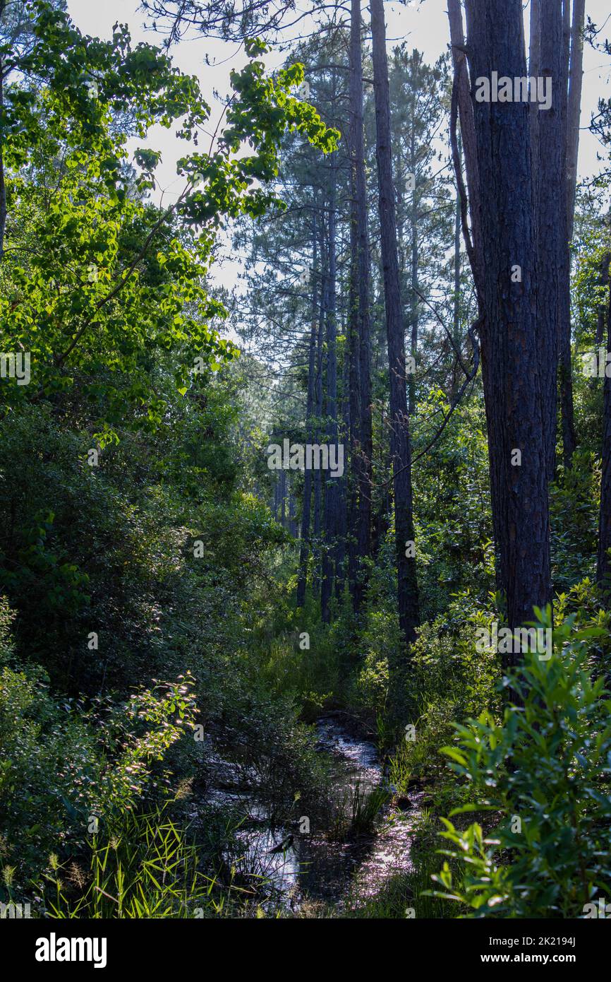 A small stream flows through the woods in Northwest Florida. Stock Photo