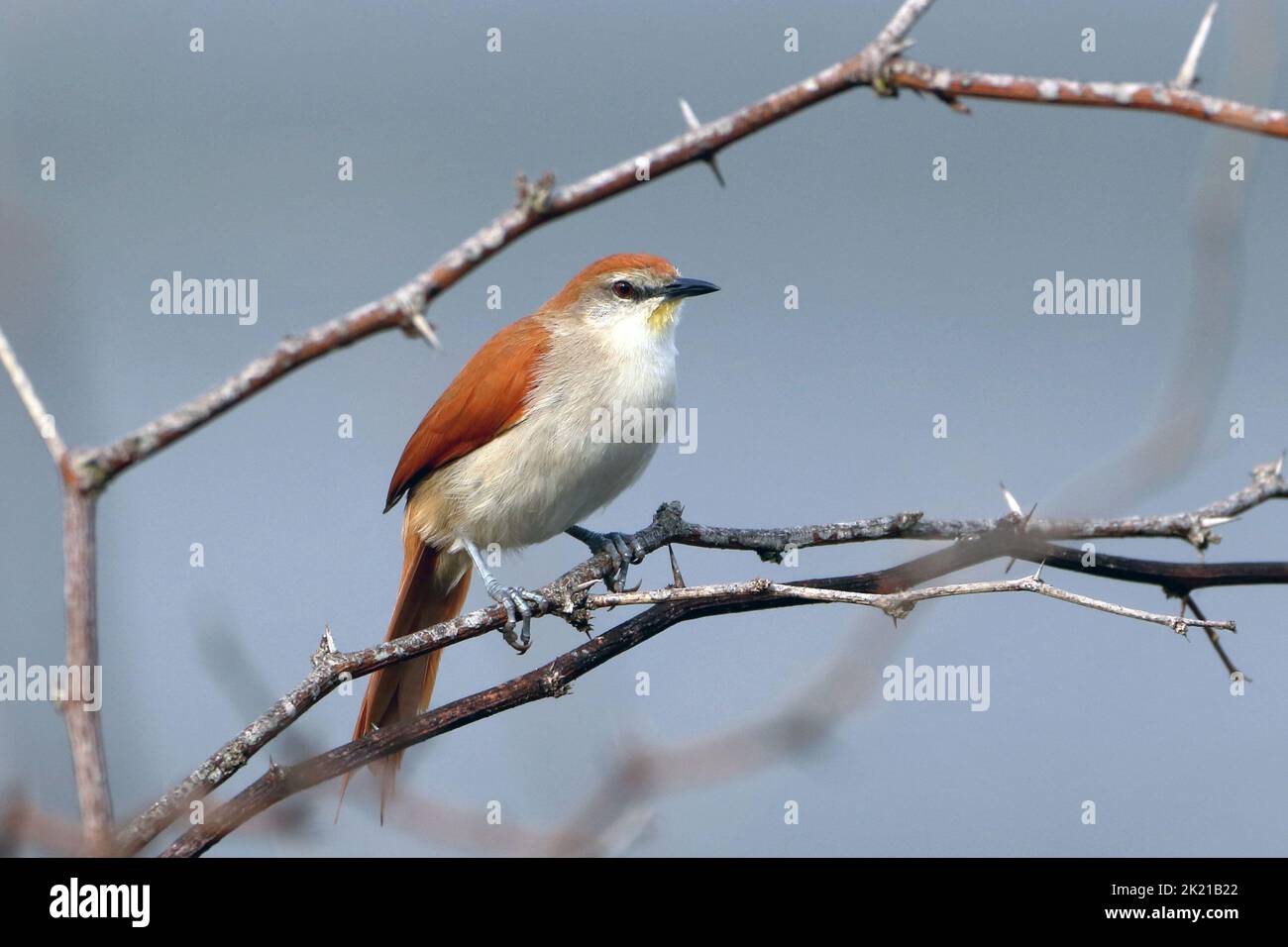 Yellow-chinned Spinetail (Certhiaxis cinnamomeus) perched on a dry branch on a bluish gray background Stock Photo