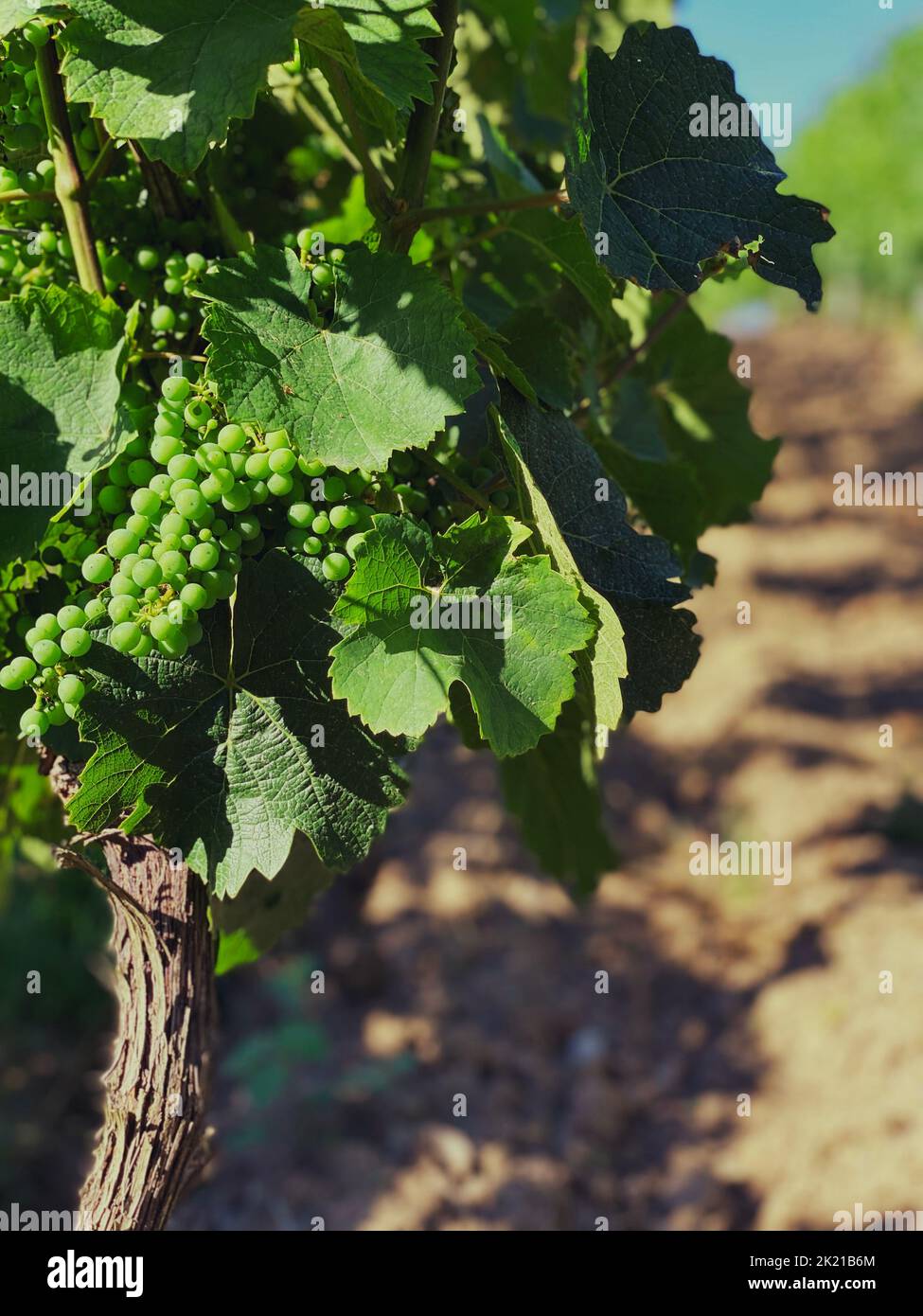 Vertical shot vine unripe hi-res stock photography and images - Alamy