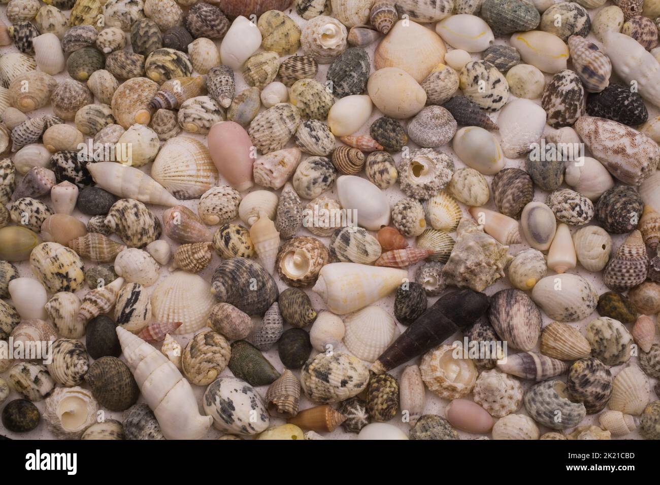 Assorted seashells on sand colored background, Studio Composition, Quebec, Canada Stock Photo