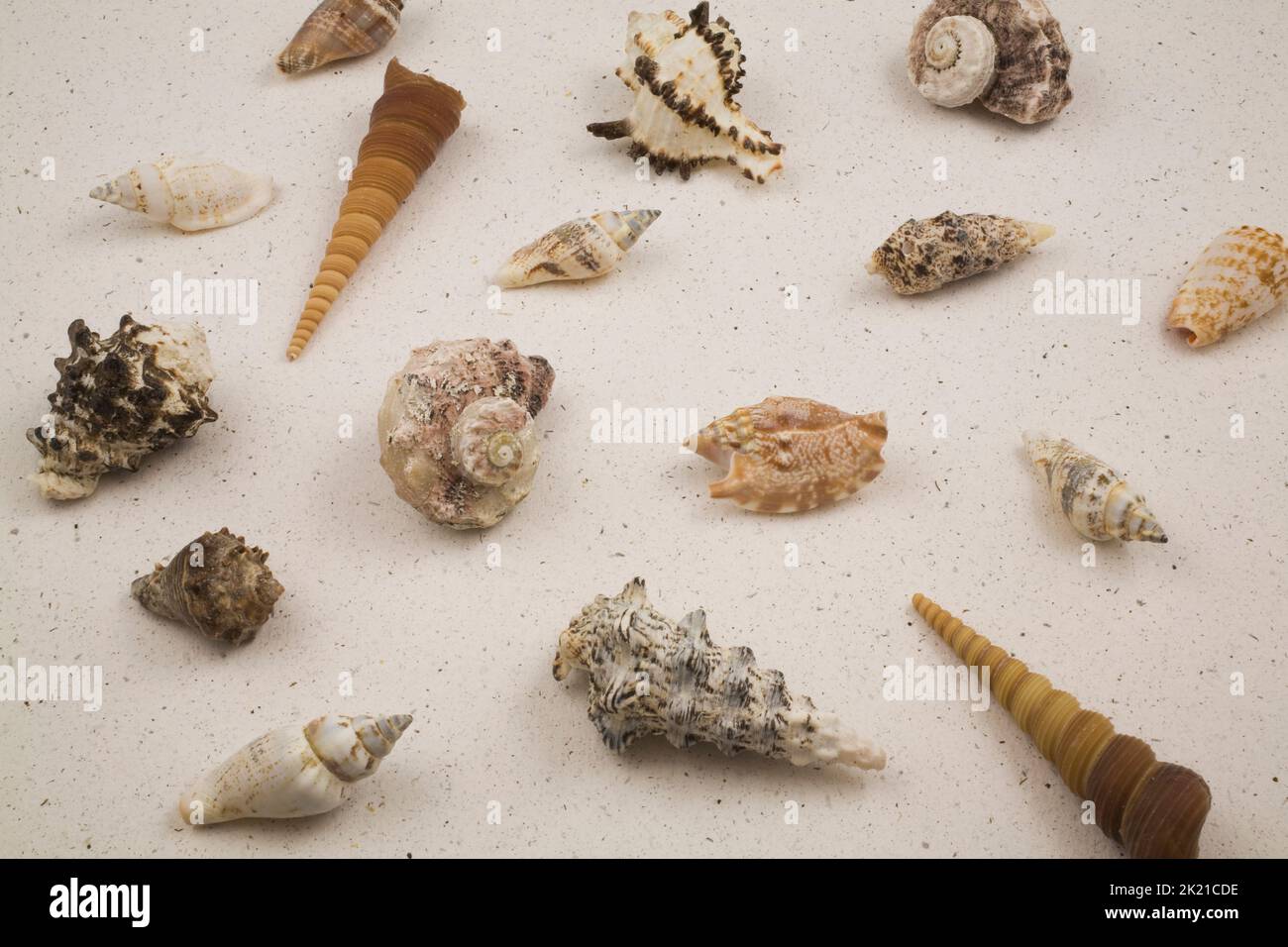 Assorted seashells on sand colored background. Stock Photo