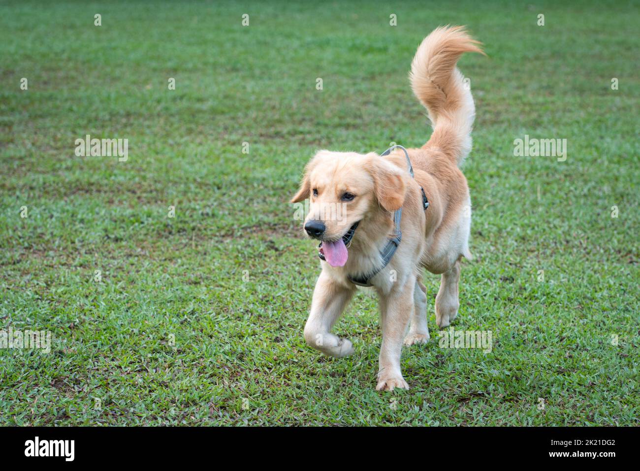 Golden Retriever dog walking on the field. Copy space. Stock Photo