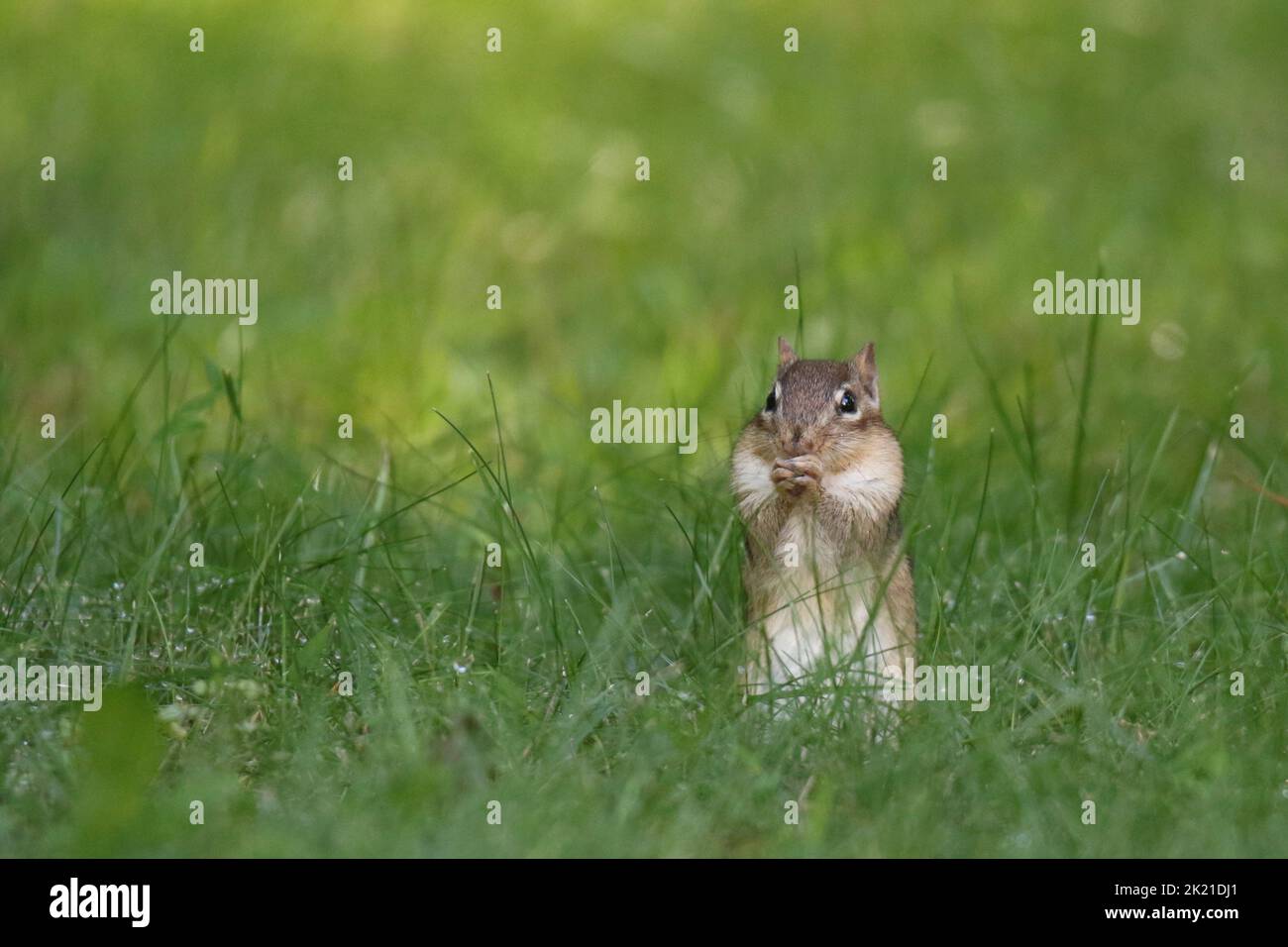 Little eastern chipmunk Tamias striatus foraging in the grass and