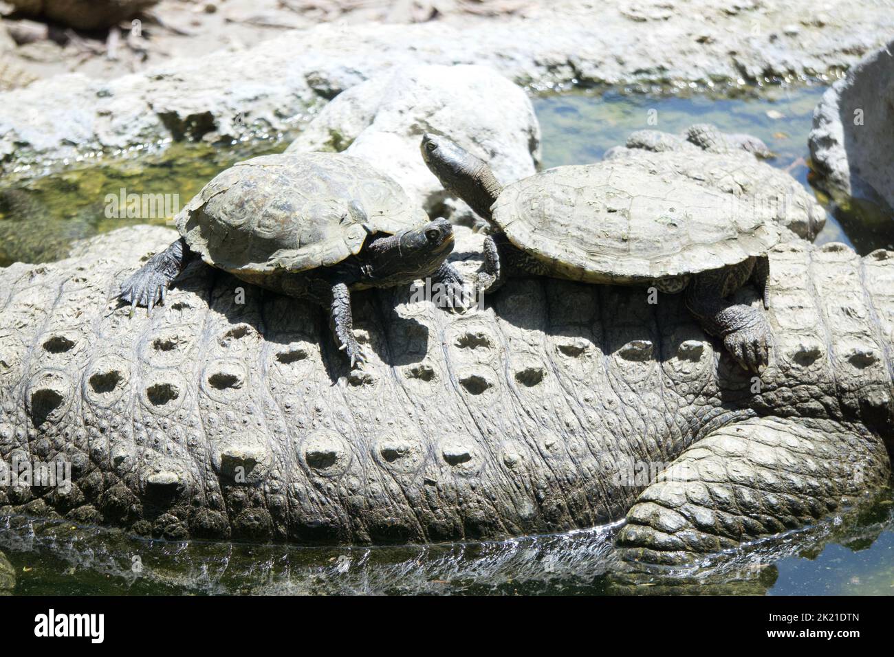 Crocodile aquarium people hi-res stock photography and images - Alamy