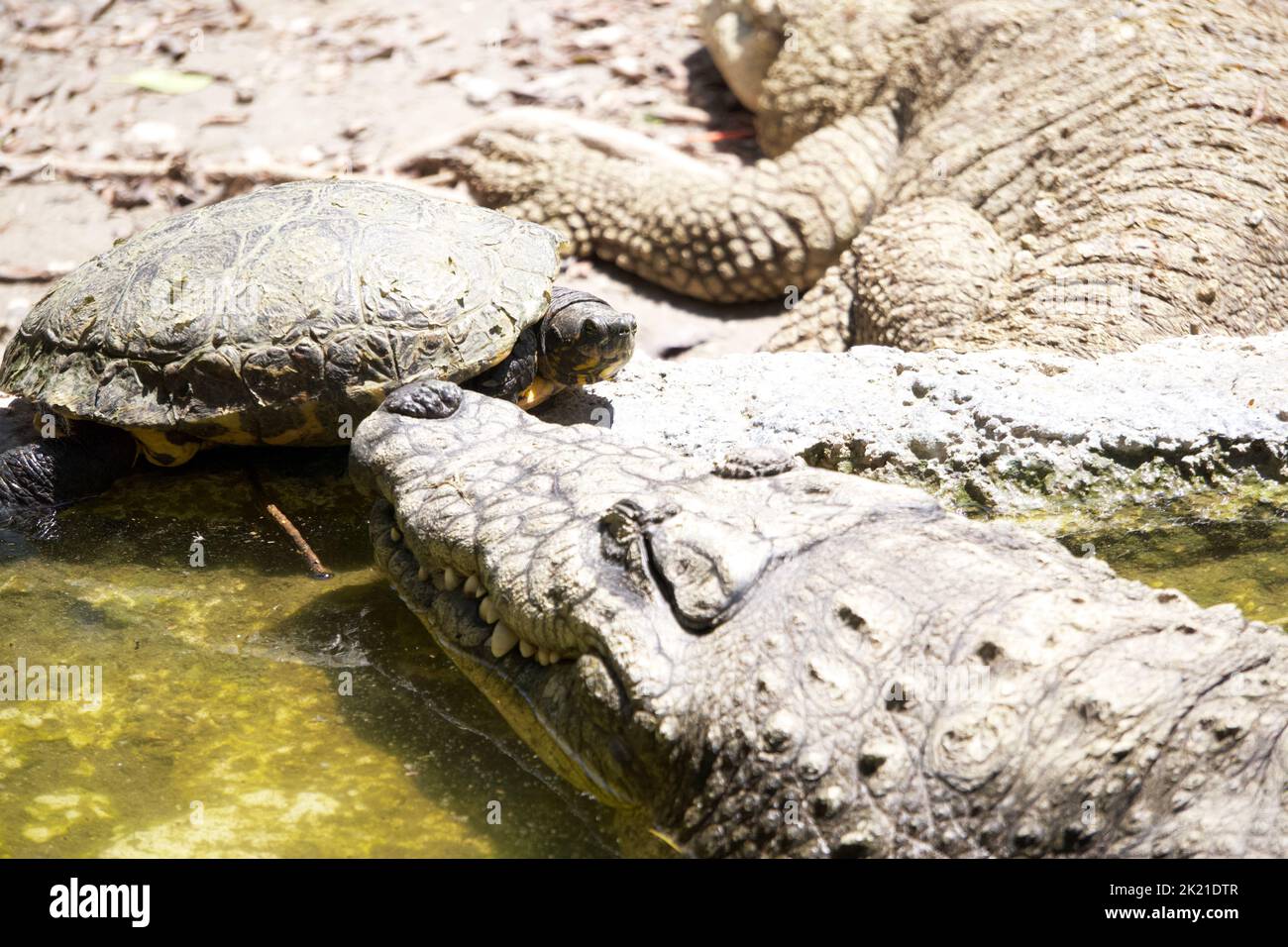 A turtle and a crocodile face to face Stock Photo