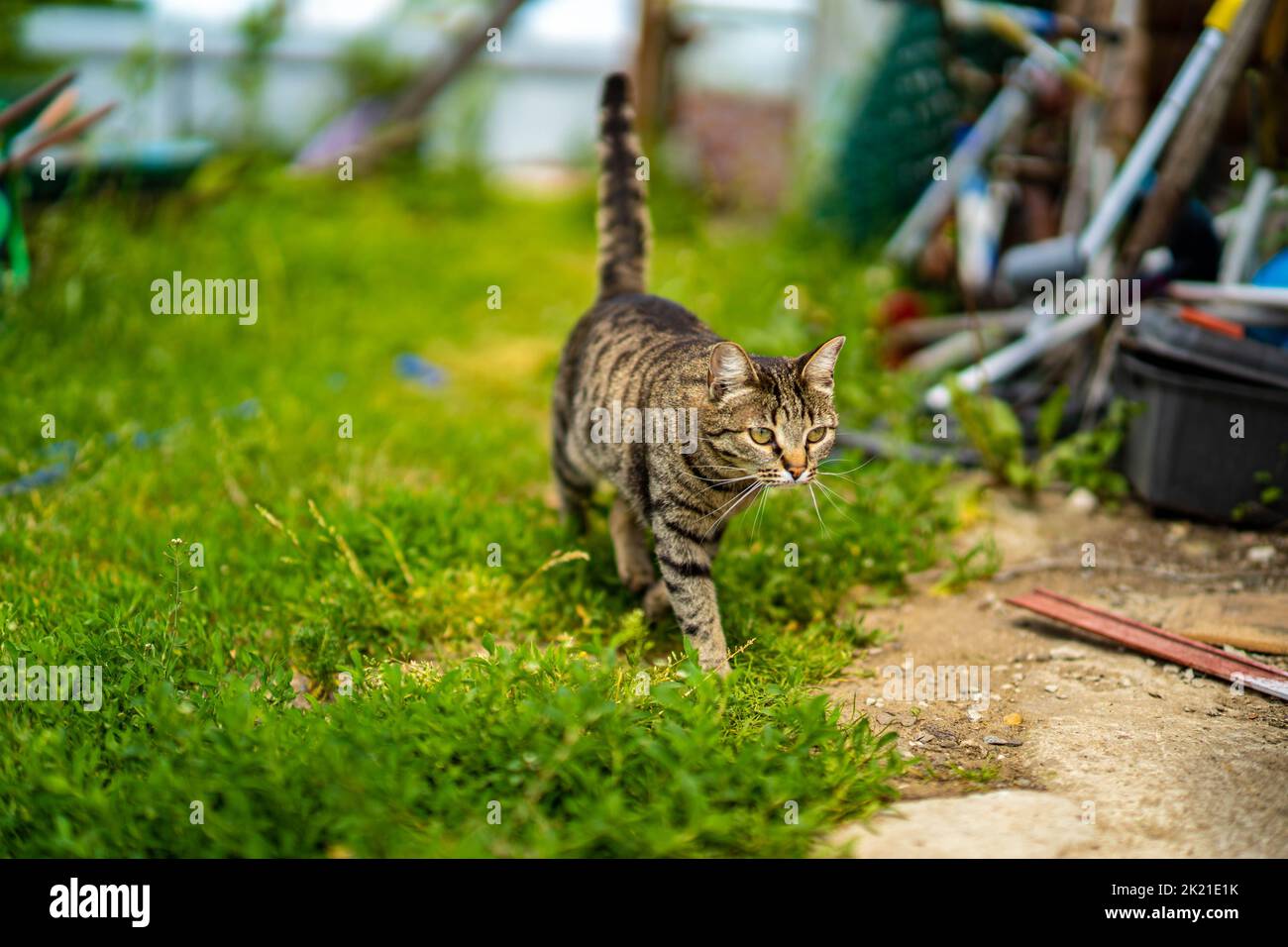 A tabby cat walking outdoors Stock Photo - Alamy