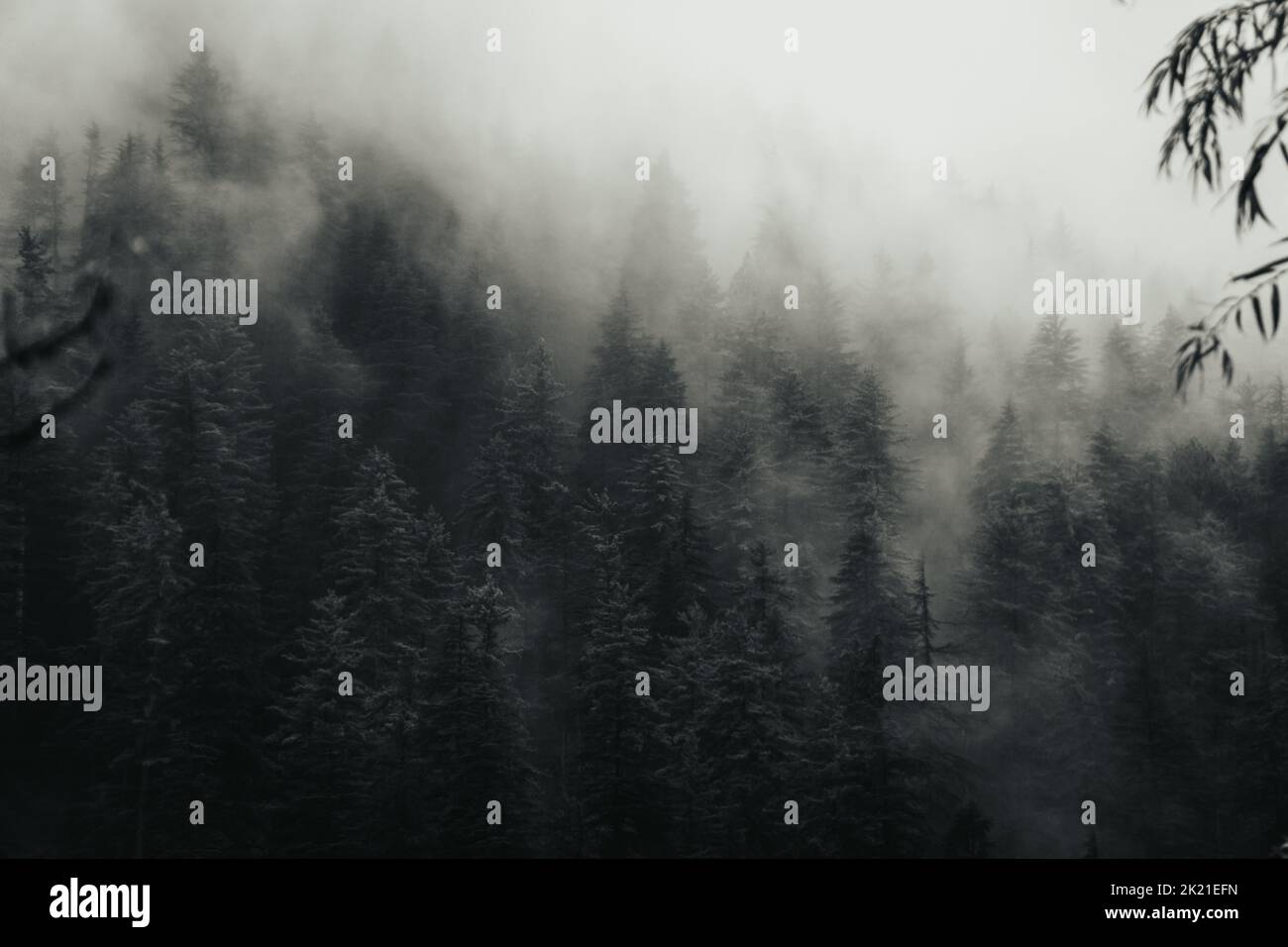 A beautiful shot of lots of trees covered by the fog Stock Photo - Alamy