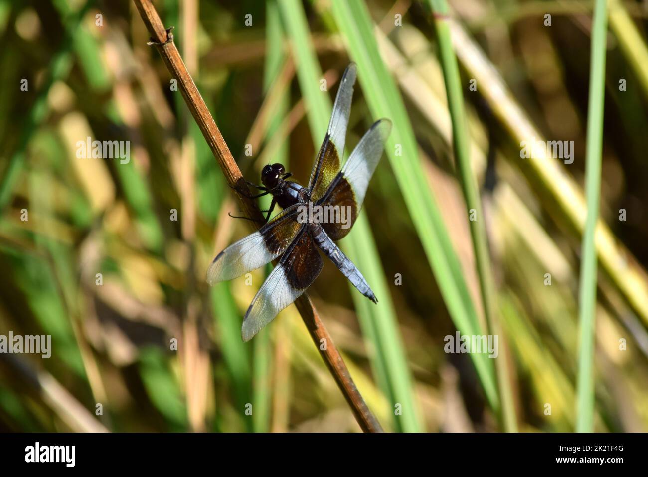 Summer flying insect insects hi-res stock photography and images - Alamy