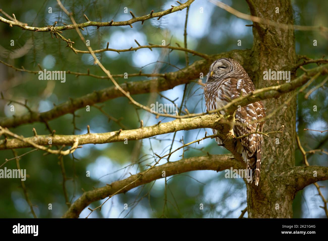 Barred Owl Pacific Northwest Forest. A Barred Owl looking down from a branch in the middle of a forest. Stock Photo