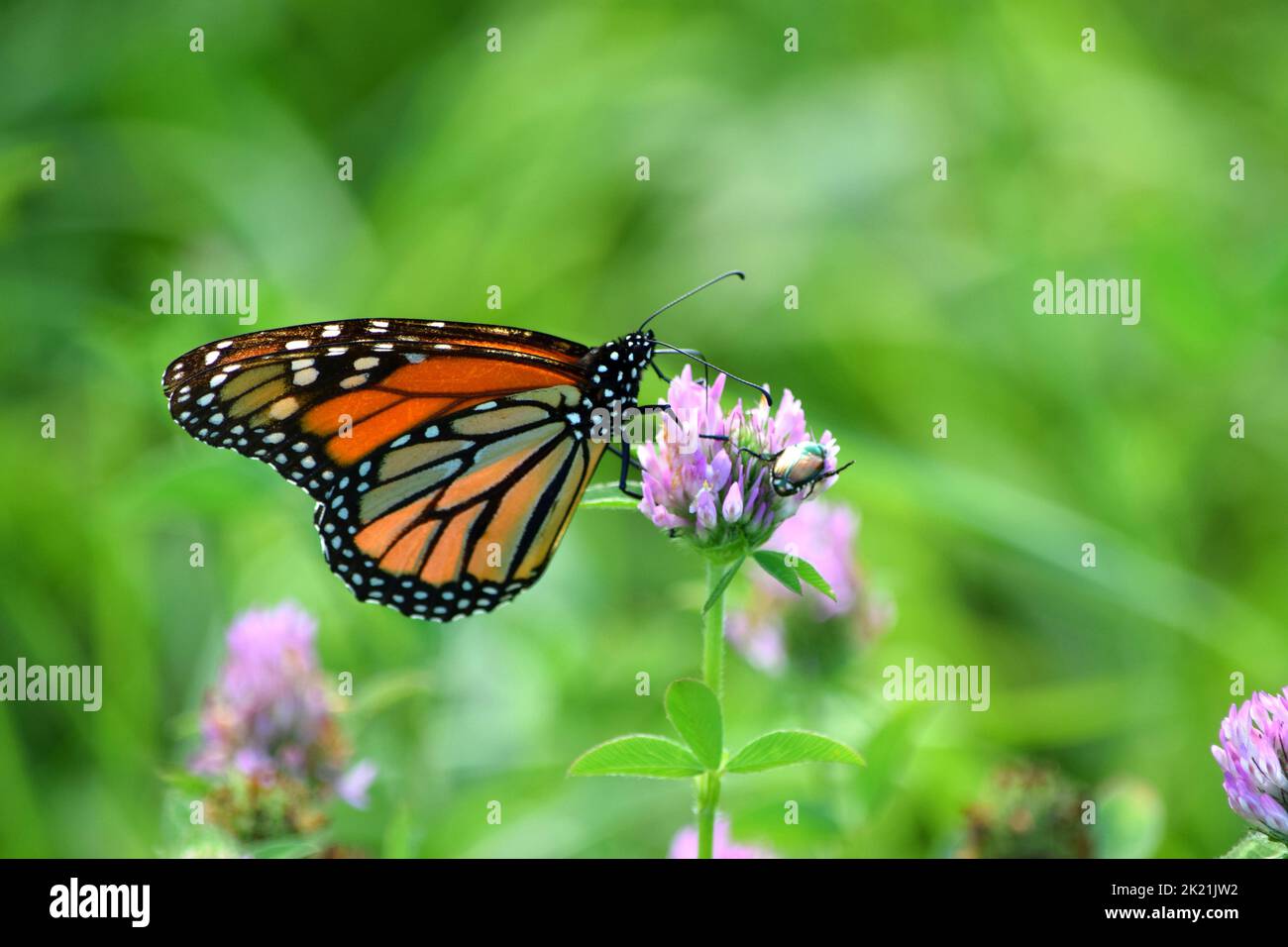 A close up of a monarch butterfly drinking nectar from a clover flower